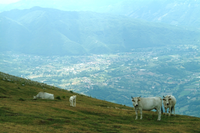 Animali al pascolo